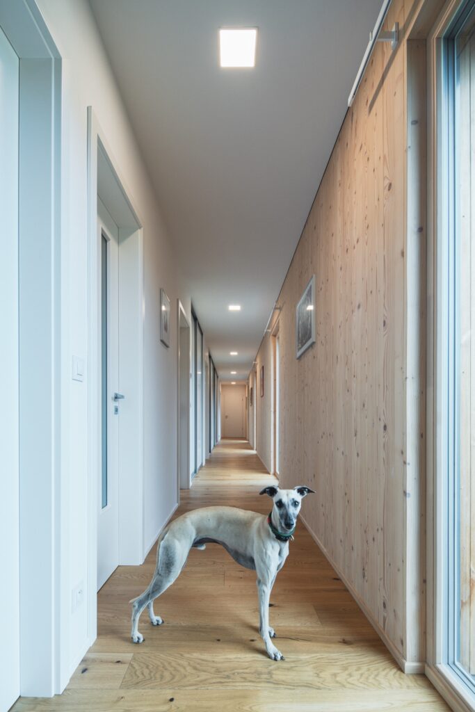 Chodba s dřevěnou podlahou a přiznaným CLT obkladem, ve které stojí pes