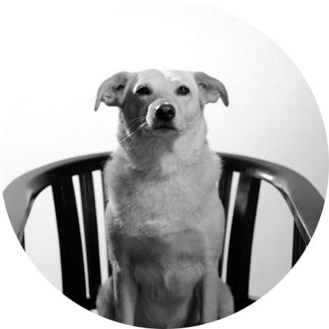 Kachna je hlídací pes na stavbách 3AE